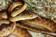 Brown tree snake. Photo: Queensland Government.