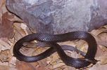 Photo of a Black-bellied swamp snake