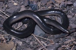 Photo of a Blind snake.