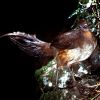 Albert’s lyrebird