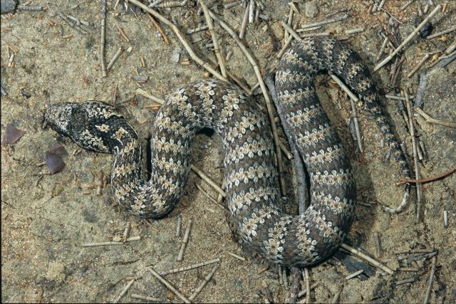 Photo of a Common death adder