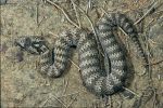 Photo of a Common death adder