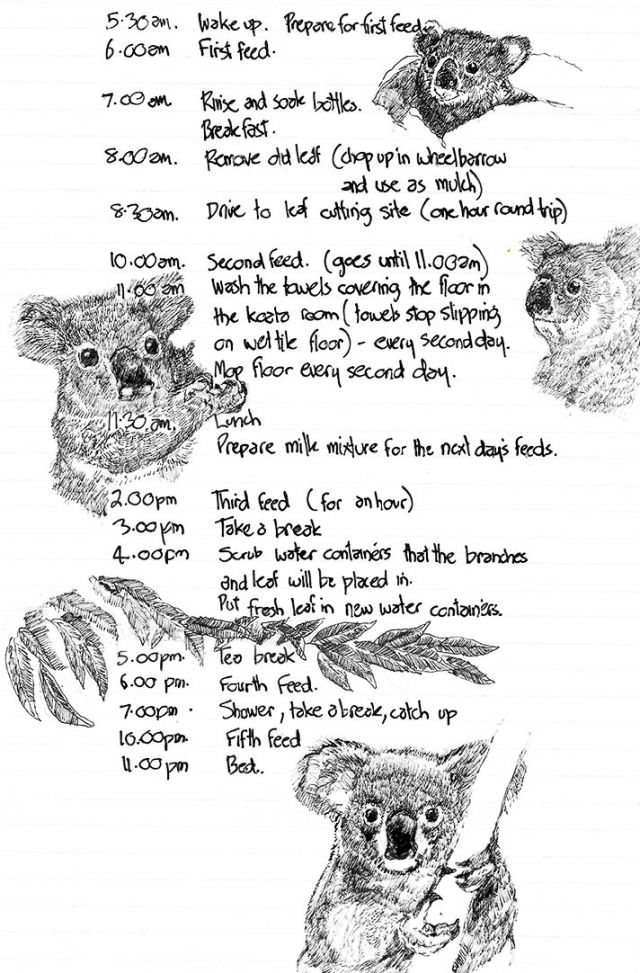 Koala rehabilitators daily schedule
