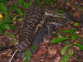 This amethystine python has just eaten a wallaby. Copyright: Tony Mitchell