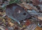 Hastings River mouse 