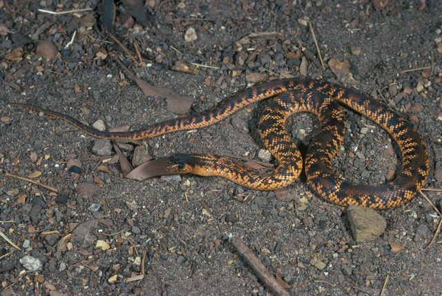 Photo of a Collett's snake