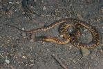 Photo of a Collett's snake