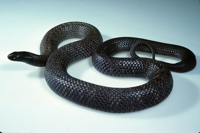 Photo of a Spotted black-snake