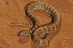 Photo of a Northern death adder