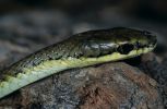 Photo of a Northern tree snake