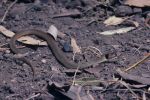 Photo of an Eastern brown snake