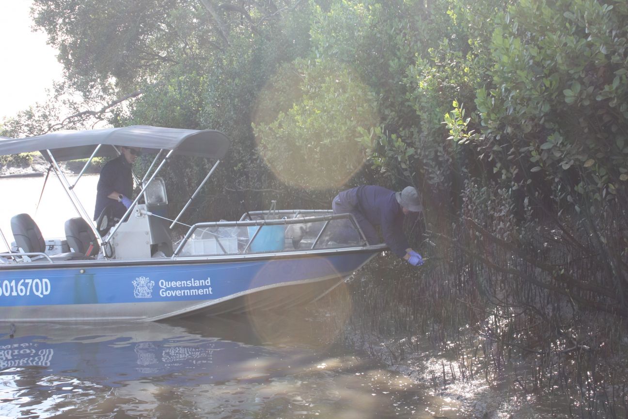 Photo of an officer reaching out of a boat to take a water sample among mangroves.