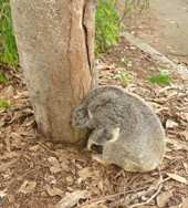 Sitting at the base of a tree for an extended period of time.