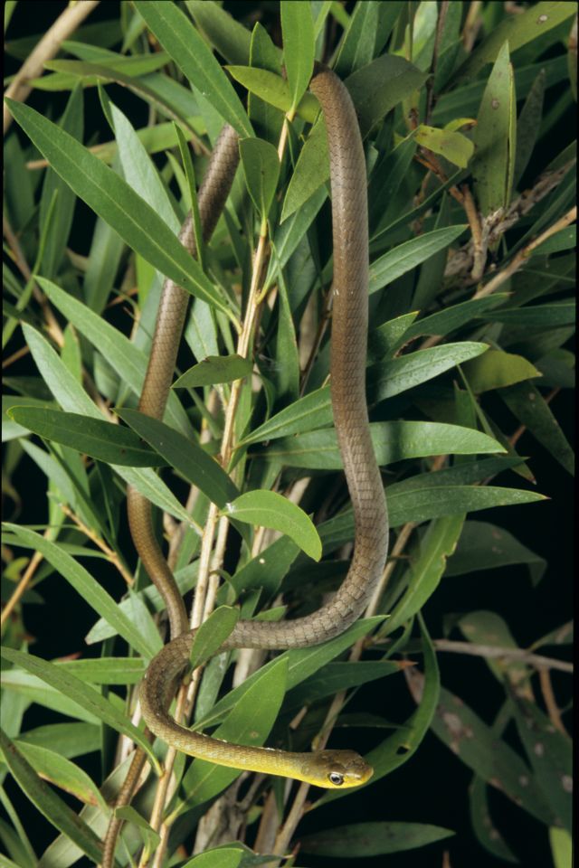 Photo of a Common or green tree snake