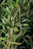 Photo of a Common or green tree snake