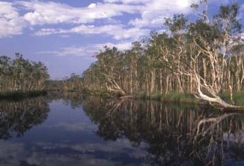 Noosa River