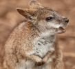 Parma wallaby
