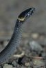 Photo of a Northern crowned snake