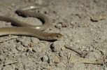 Photo of a Legless lizard