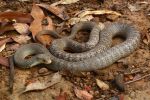 Photo of an Eastern brown Snake