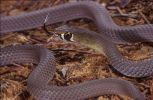 Photo of a Yellow-faced whip snake
