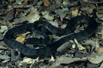 Photo of a Rough-scaled snake