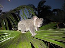 Photo of a koala in a palm tree.