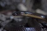 Photo of a Yellow-naped snake