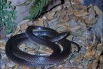 Photo of a Slaty-grey snake