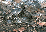 Keelback. Photo: Queensland Government.
