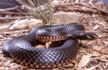 Photo of a Red-bellied black snake