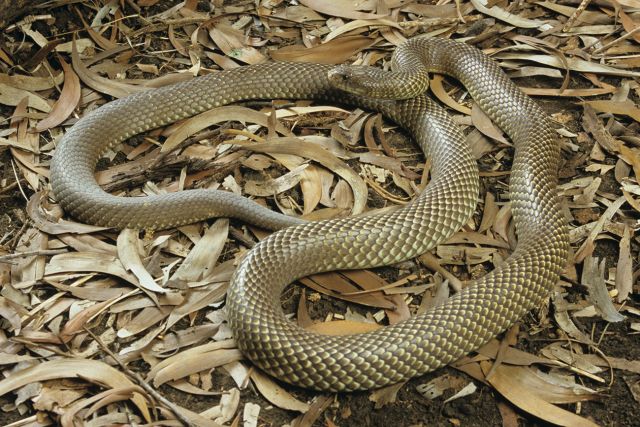 Photo of a King brown snake