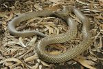 Photo of a King brown snake