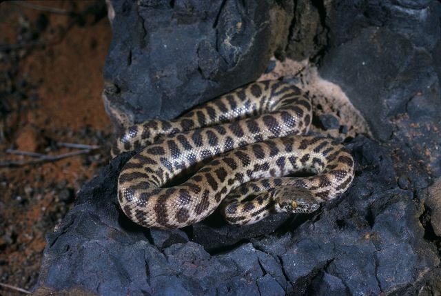 Photo of a Stimson's python