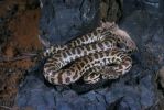 Photo of a Stimson's python