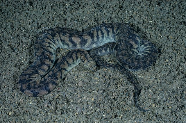 Photo of an arafura file snake