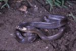 Photo of a White-crowned snake