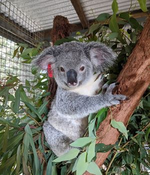 An orphaned koala joey being prepared for release back into the wild.
