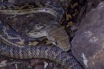 Photo of an Amethystine python