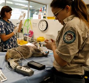 Koala under anaesthesia for veterinary examination.