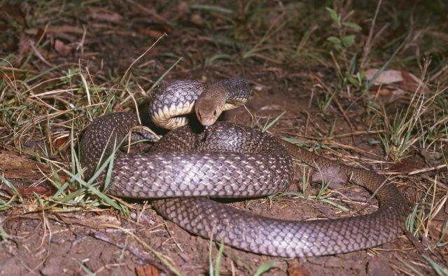 Image of an Eastern brown snake