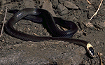 white-crowned snake