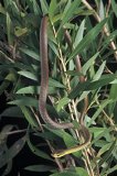 Common tree snake  Photo: EHP