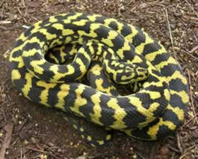 A jungle carpet python showing off its bright yellow markings. Copyright: Lyall Naylor